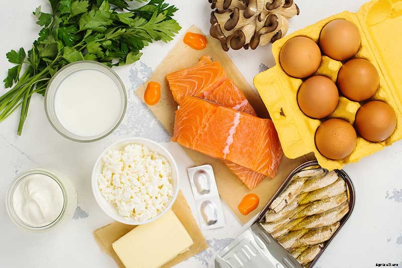 What Is the Top Plant-Based Source of Vitamin D?