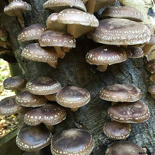 What Is the Top Plant-Based Source of Vitamin D?