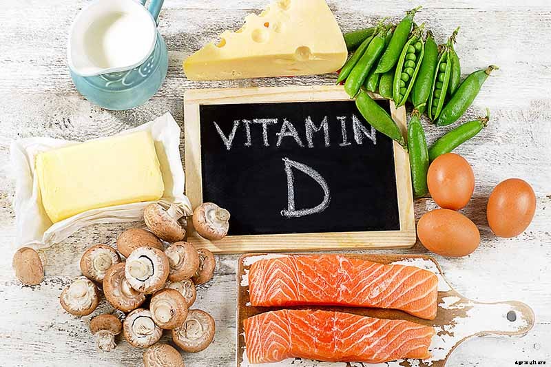 What Is the Top Plant-Based Source of Vitamin D?