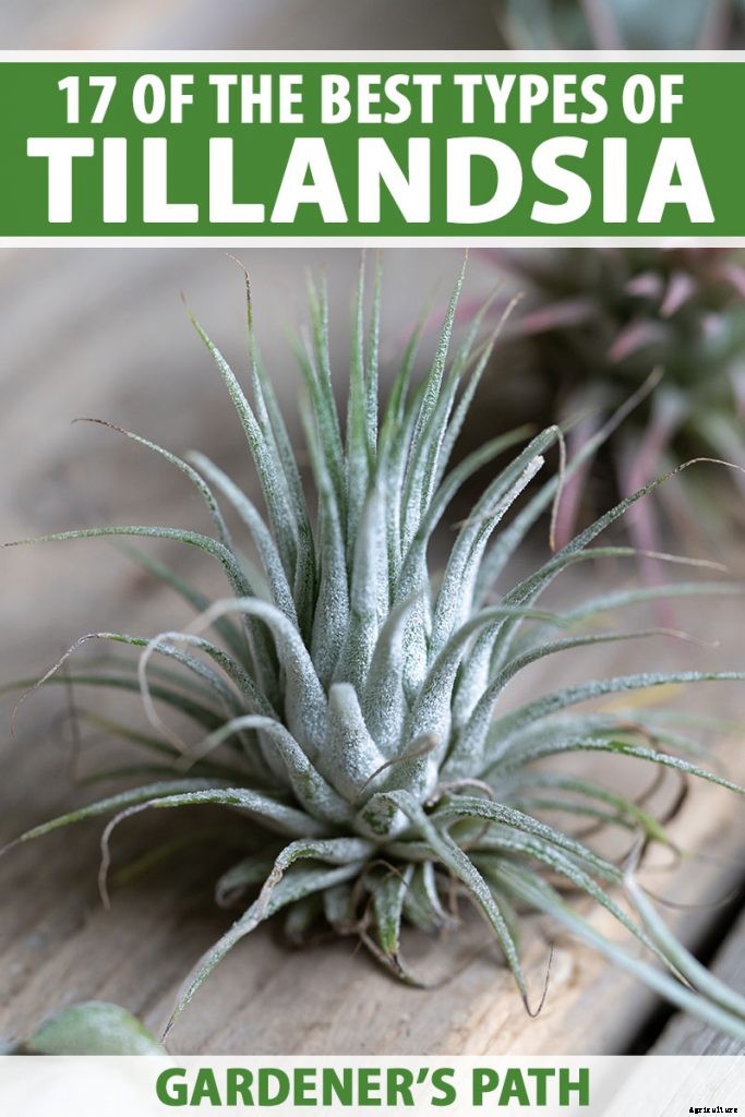 Name that Air Plant: 17 of the Best Tillandsia Varieties for Soilless Gardening