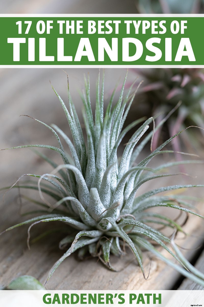 Name that Air Plant: 17 of the Best Tillandsia Varieties for Soilless Gardening