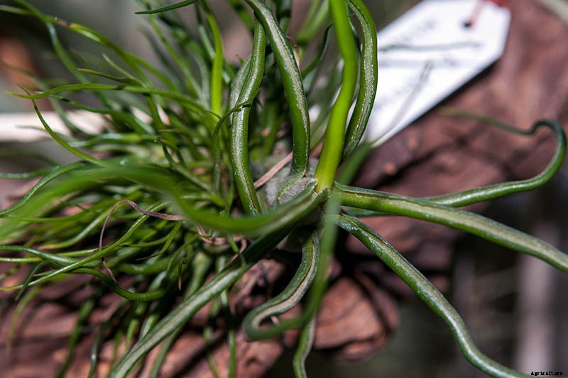 Name that Air Plant: 17 of the Best Tillandsia Varieties for Soilless Gardening