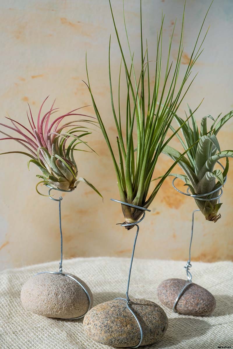 Name that Air Plant: 17 of the Best Tillandsia Varieties for Soilless Gardening