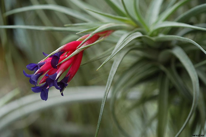 Name that Air Plant: 17 of the Best Tillandsia Varieties for Soilless Gardening