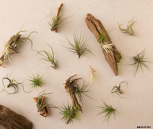 Name that Air Plant: 17 of the Best Tillandsia Varieties for Soilless Gardening