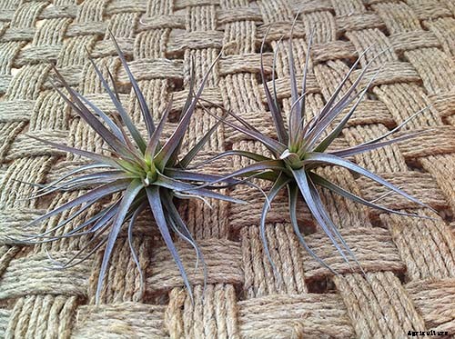 Name that Air Plant: 17 of the Best Tillandsia Varieties for Soilless Gardening