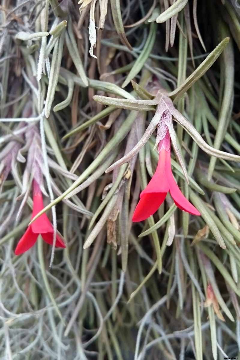 Name that Air Plant: 17 of the Best Tillandsia Varieties for Soilless Gardening