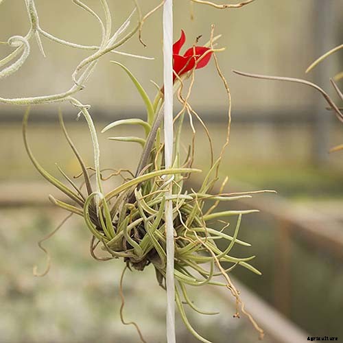 Name that Air Plant: 17 of the Best Tillandsia Varieties for Soilless Gardening