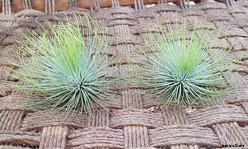 Name that Air Plant: 17 of the Best Tillandsia Varieties for Soilless Gardening