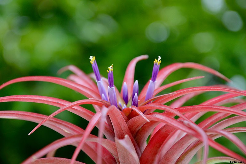 Name that Air Plant: 17 of the Best Tillandsia Varieties for Soilless Gardening