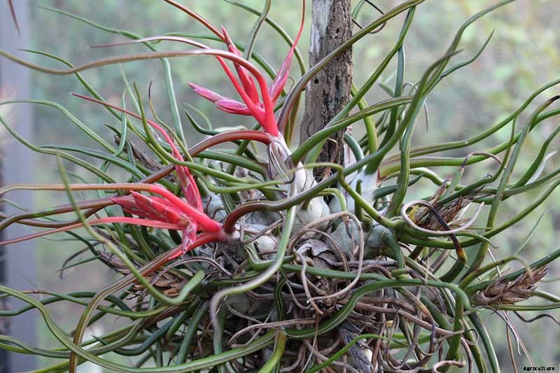 Name that Air Plant: 17 of the Best Tillandsia Varieties for Soilless Gardening