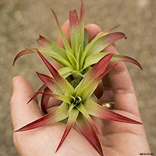 Name that Air Plant: 17 of the Best Tillandsia Varieties for Soilless Gardening
