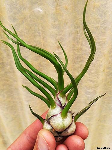 Name that Air Plant: 17 of the Best Tillandsia Varieties for Soilless Gardening