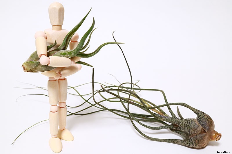 Name that Air Plant: 17 of the Best Tillandsia Varieties for Soilless Gardening