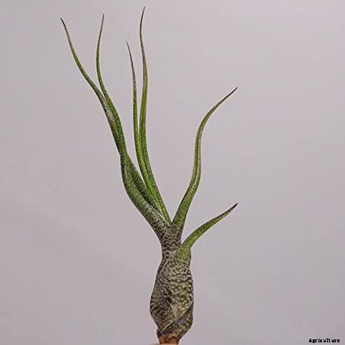 Name that Air Plant: 17 of the Best Tillandsia Varieties for Soilless Gardening