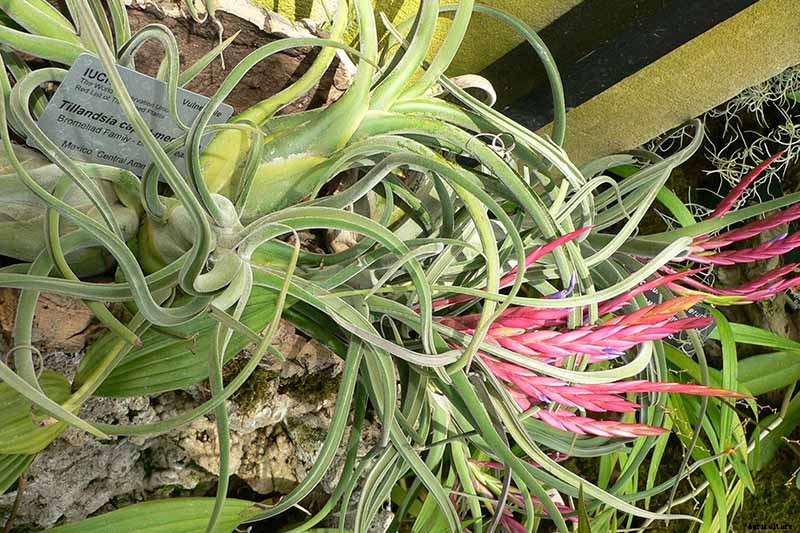 Name that Air Plant: 17 of the Best Tillandsia Varieties for Soilless Gardening