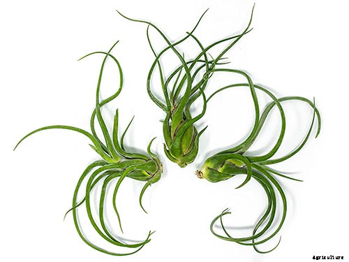 Name that Air Plant: 17 of the Best Tillandsia Varieties for Soilless Gardening