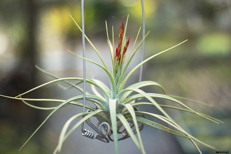 Name that Air Plant: 17 of the Best Tillandsia Varieties for Soilless Gardening