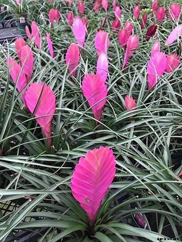 Name that Air Plant: 17 of the Best Tillandsia Varieties for Soilless Gardening