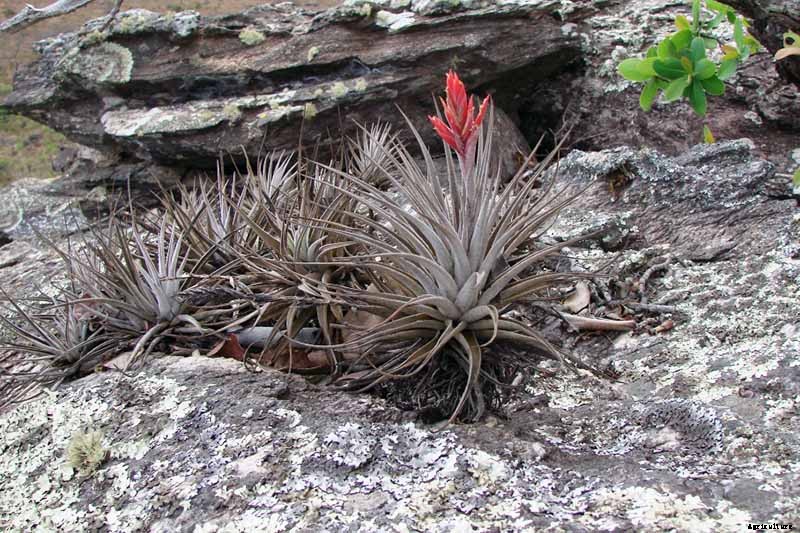 Name that Air Plant: 17 of the Best Tillandsia Varieties for Soilless Gardening