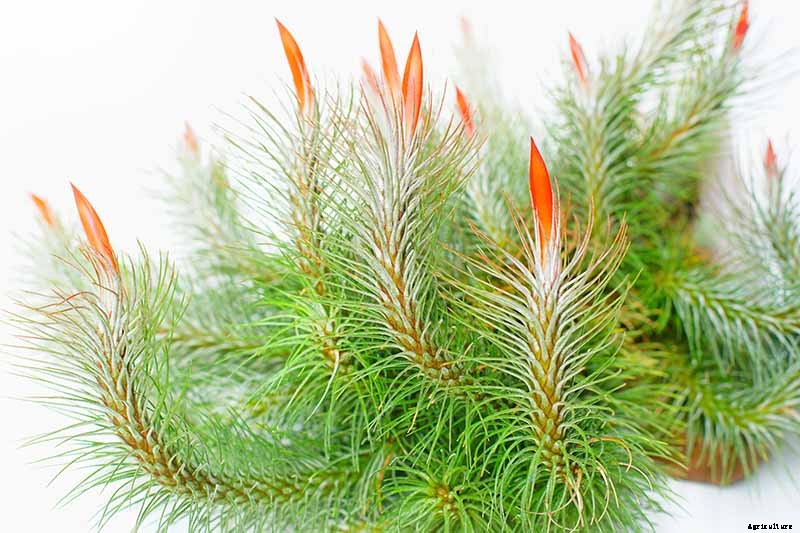 Name that Air Plant: 17 of the Best Tillandsia Varieties for Soilless Gardening