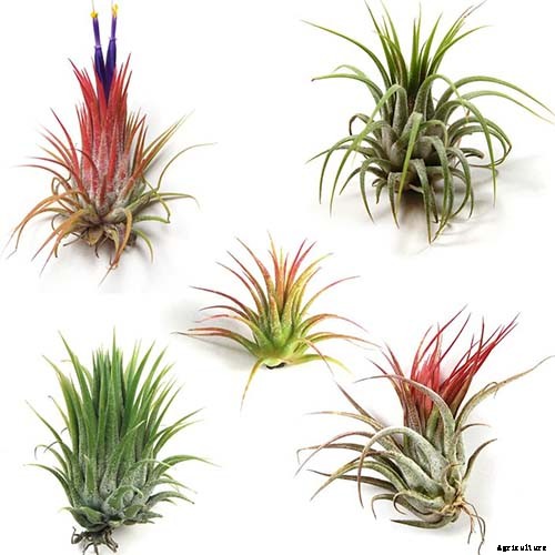 Name that Air Plant: 17 of the Best Tillandsia Varieties for Soilless Gardening