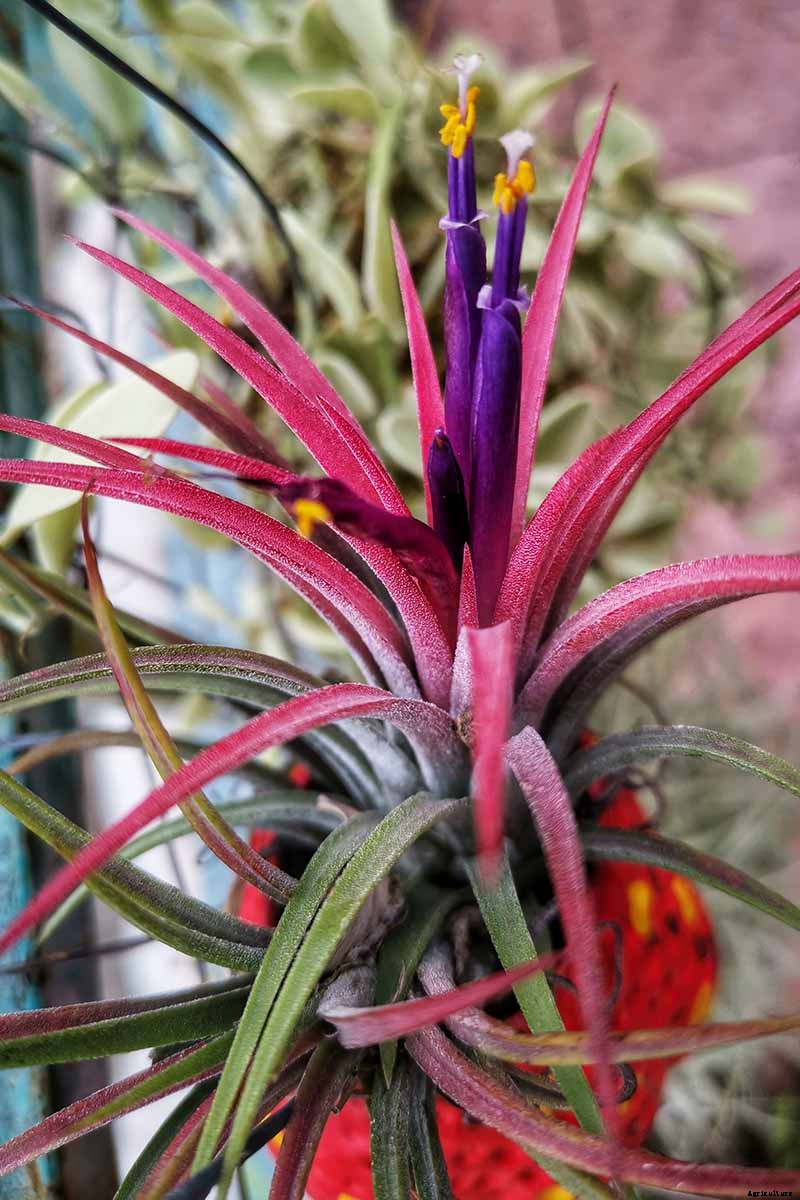Name that Air Plant: 17 of the Best Tillandsia Varieties for Soilless Gardening