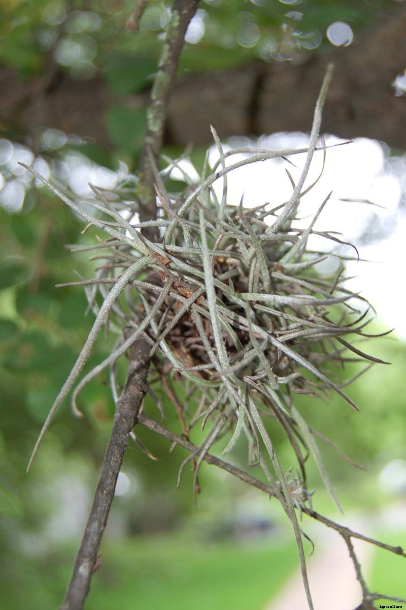 Name that Air Plant: 17 of the Best Tillandsia Varieties for Soilless Gardening