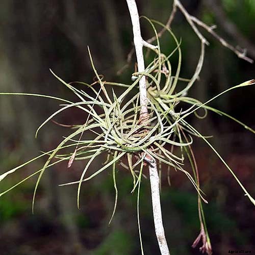 Name that Air Plant: 17 of the Best Tillandsia Varieties for Soilless Gardening