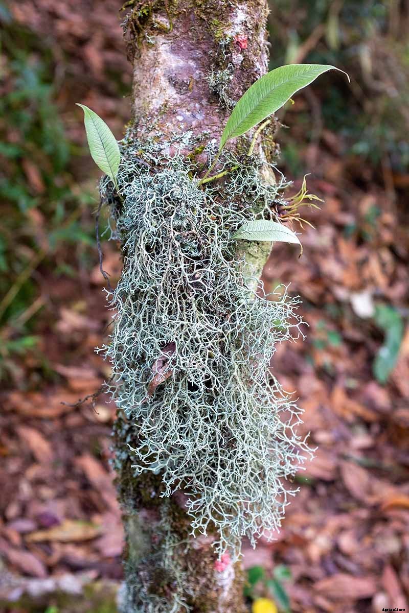 Name that Air Plant: 17 of the Best Tillandsia Varieties for Soilless Gardening