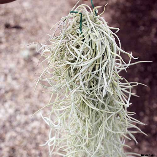 Name that Air Plant: 17 of the Best Tillandsia Varieties for Soilless Gardening