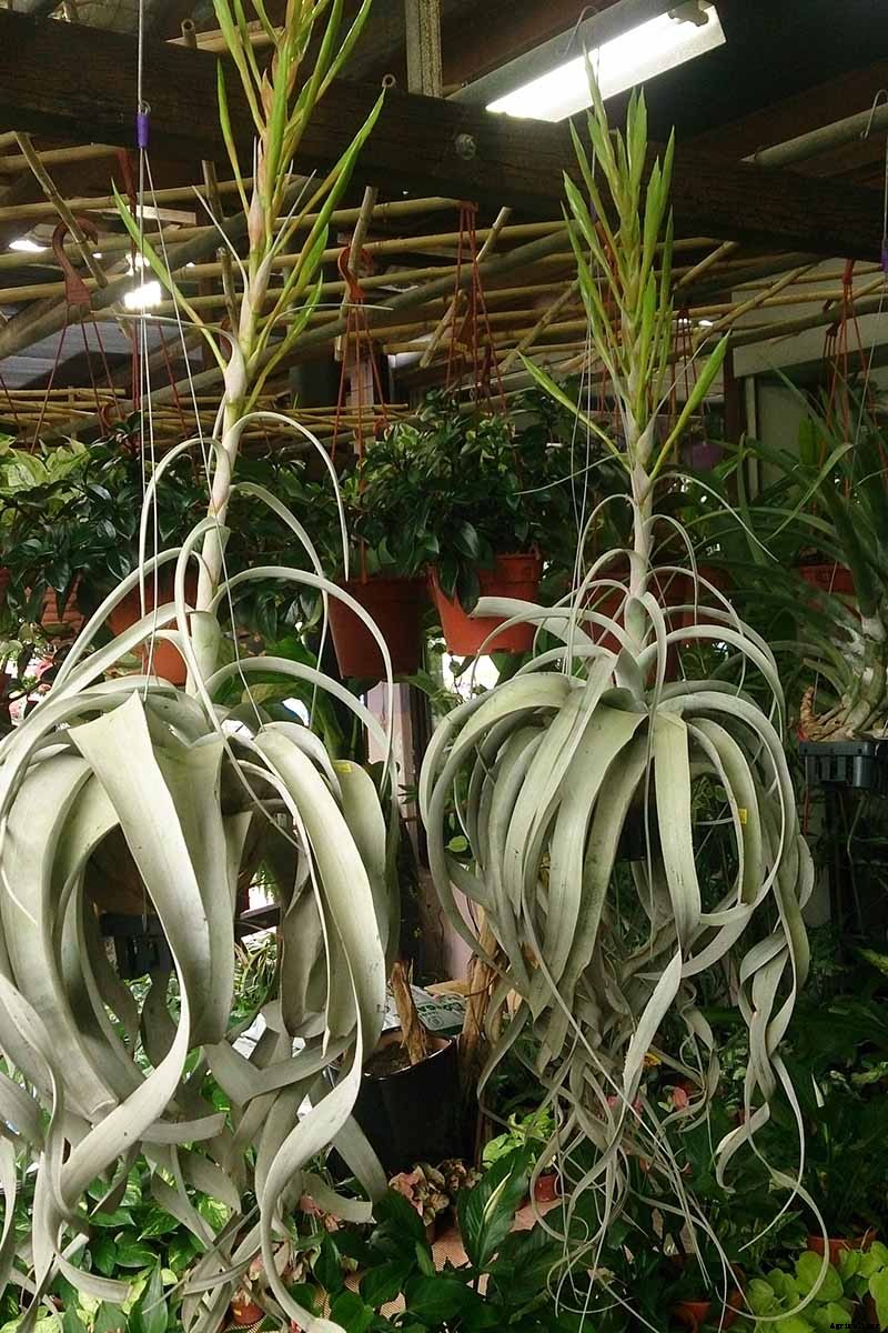 Name that Air Plant: 17 of the Best Tillandsia Varieties for Soilless Gardening