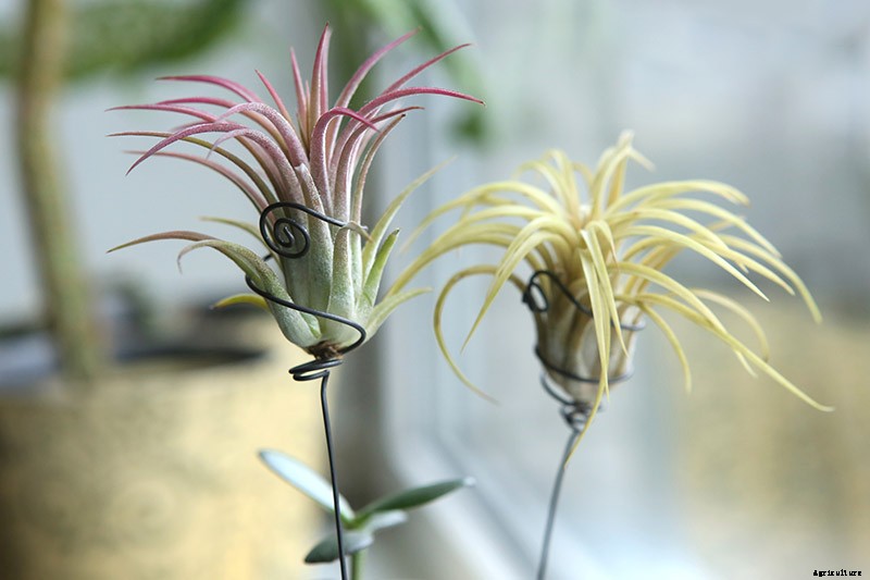 Name that Air Plant: 17 of the Best Tillandsia Varieties for Soilless Gardening