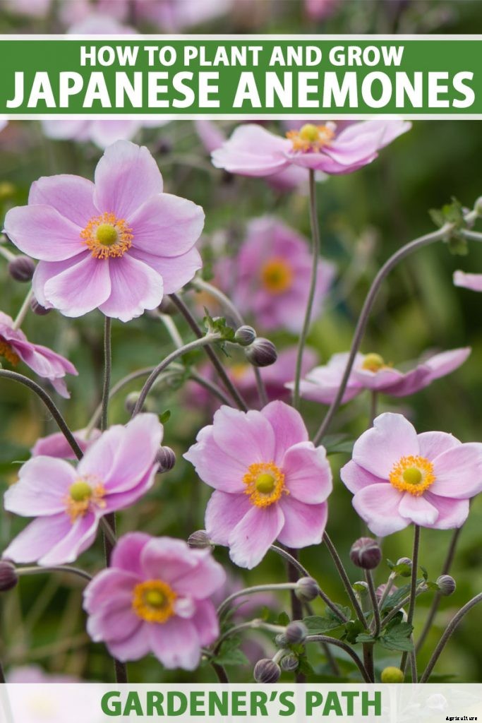 How to Grow Fall-Blooming Japanese Anemone Flowers
