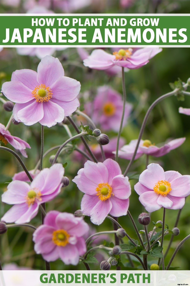 How to Grow Fall-Blooming Japanese Anemone Flowers