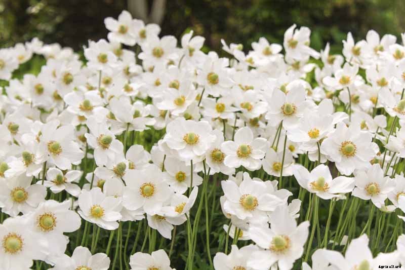How to Grow Fall-Blooming Japanese Anemone Flowers