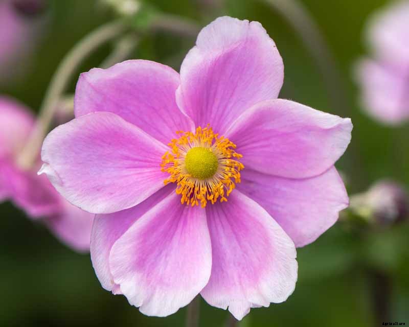 How to Grow Fall-Blooming Japanese Anemone Flowers