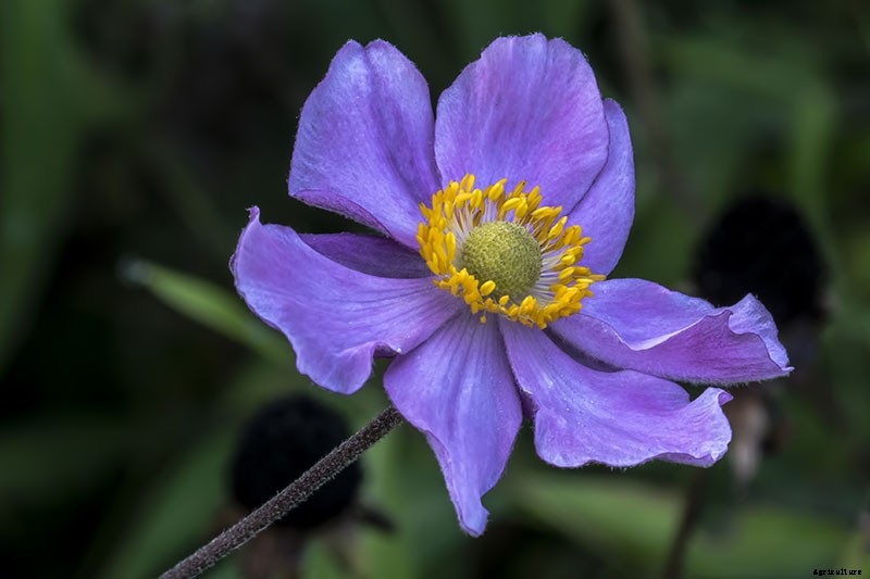 How to Grow Fall-Blooming Japanese Anemone Flowers