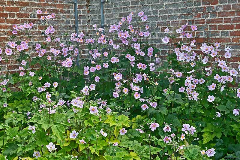 How to Grow Fall-Blooming Japanese Anemone Flowers