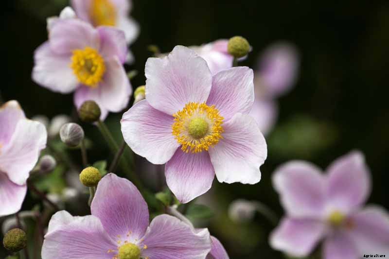 How to Grow Fall-Blooming Japanese Anemone Flowers