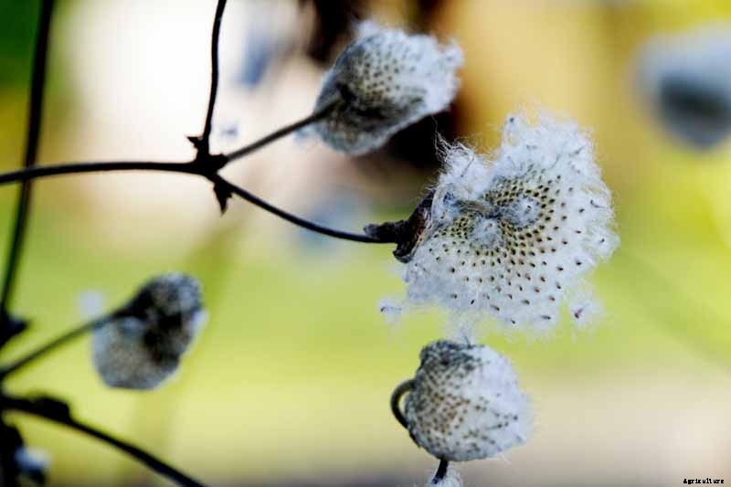 How to Grow Fall-Blooming Japanese Anemone Flowers