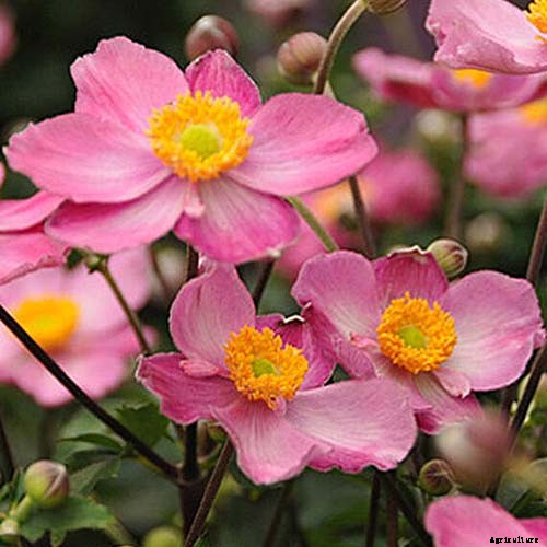 How to Grow Fall-Blooming Japanese Anemone Flowers