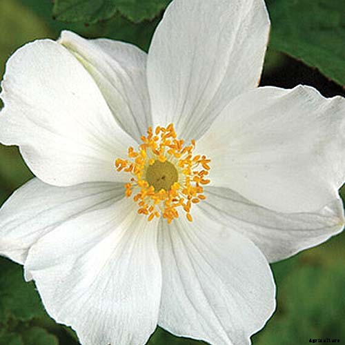 How to Grow Fall-Blooming Japanese Anemone Flowers