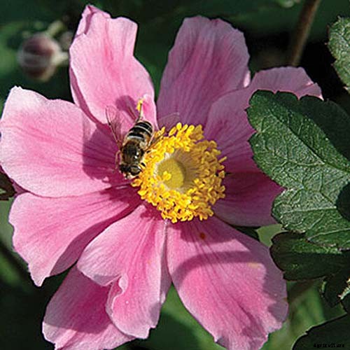 How to Grow Fall-Blooming Japanese Anemone Flowers