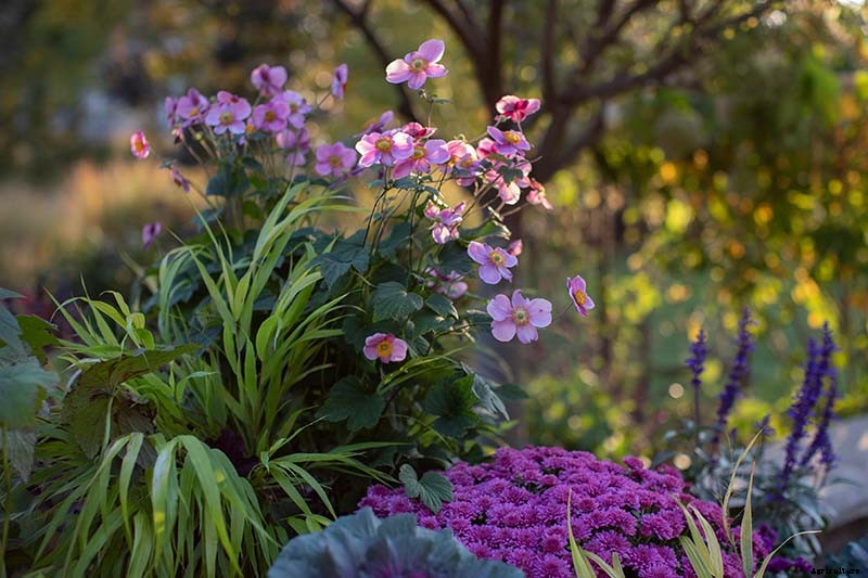 How to Grow Fall-Blooming Japanese Anemone Flowers