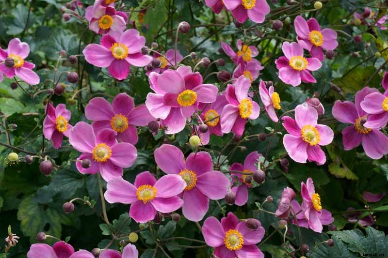 How to Grow Fall-Blooming Japanese Anemone Flowers