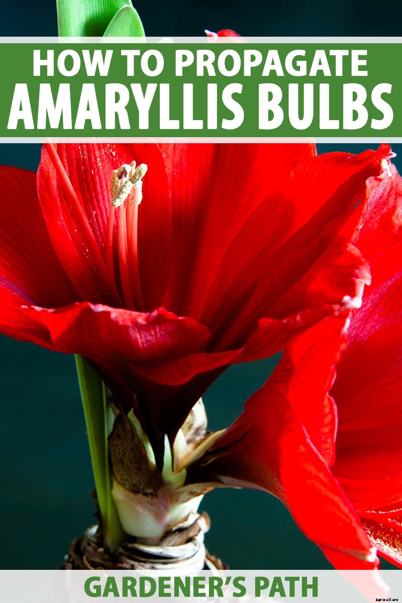 How to Propagate Amaryllis Bulbs