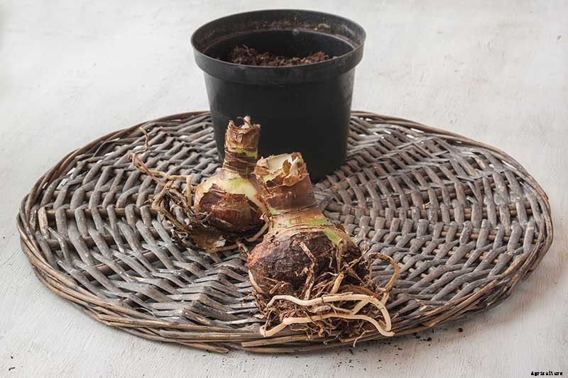 How to Propagate Amaryllis Bulbs