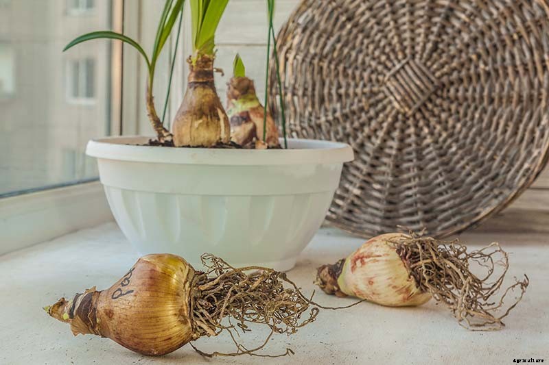 How to Propagate Amaryllis Bulbs
