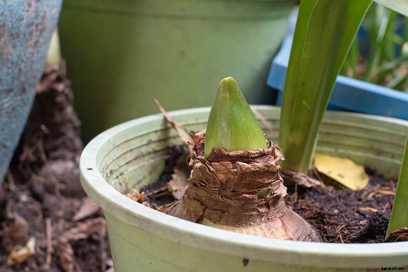 How to Propagate Amaryllis Bulbs